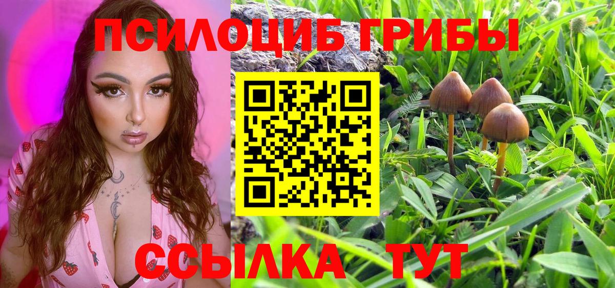 купить   Вход с VPN  Чита  Галлюциногенные грибы Cubensis 
